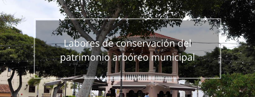 El Ayuntamiento de Buenavista del Norte realiza labores de conservación del patrimonio arbóreo municipal 