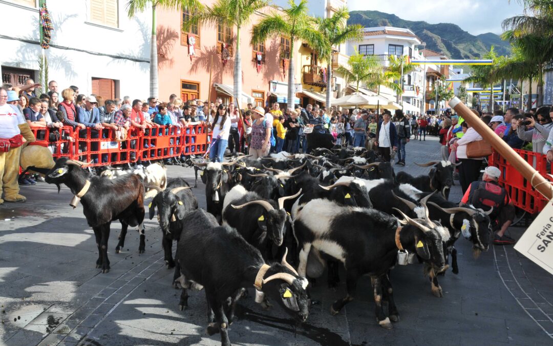 Buenavista del Norte celebra la feria de ganado y romería en honor a San Antonio Abad